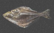 Direct Seafoods warns chefs on halibut sustainability