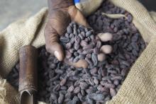 Nestle Professional sources 100% sustainable cocoa for its confectionary and bis
